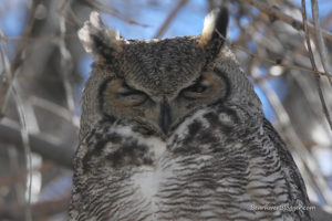great horned owl