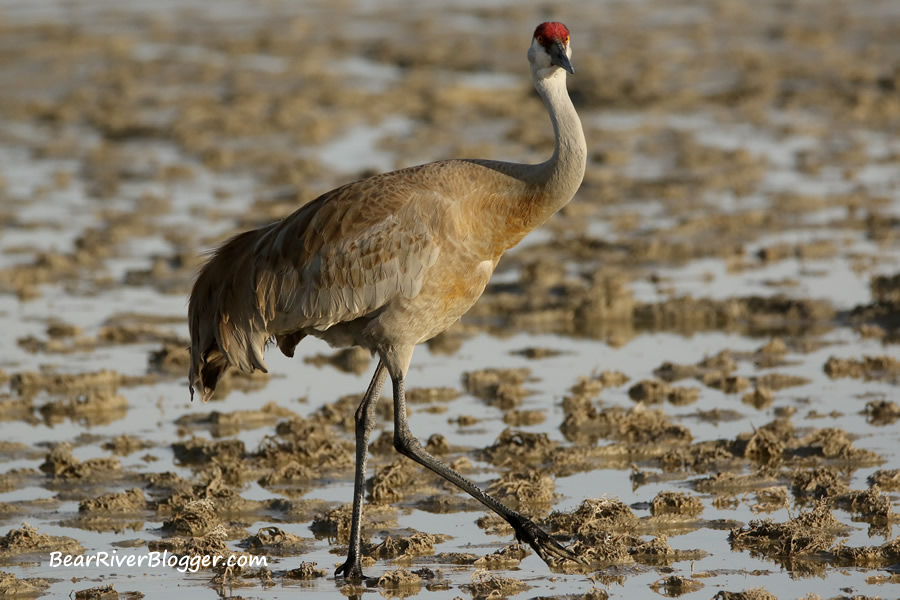 sandhill crane on the bear river bird refuge