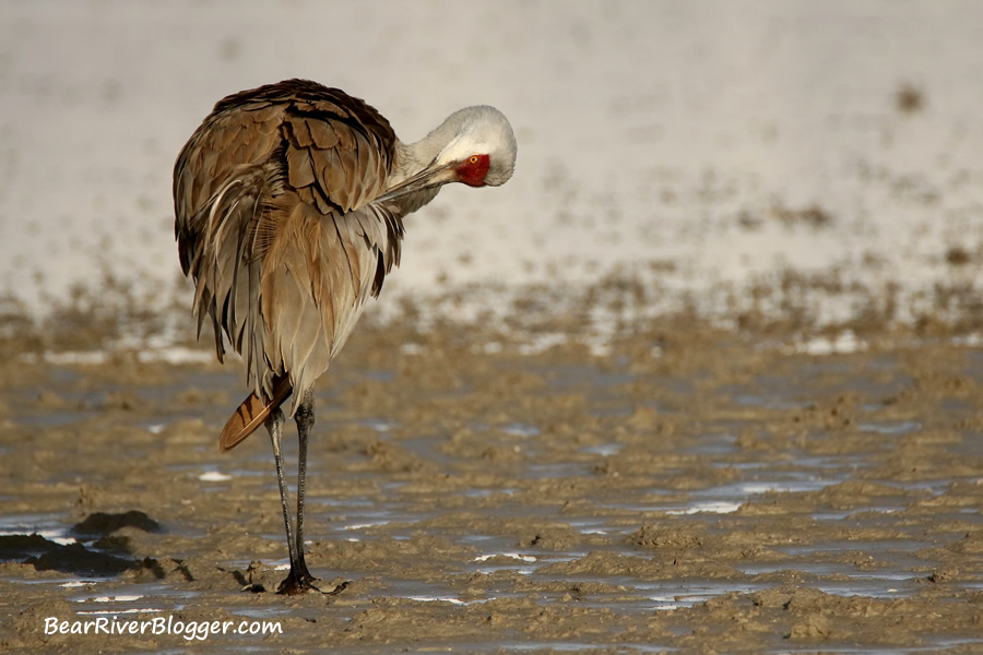 sandhill crane on the bear river migratory bird refuge