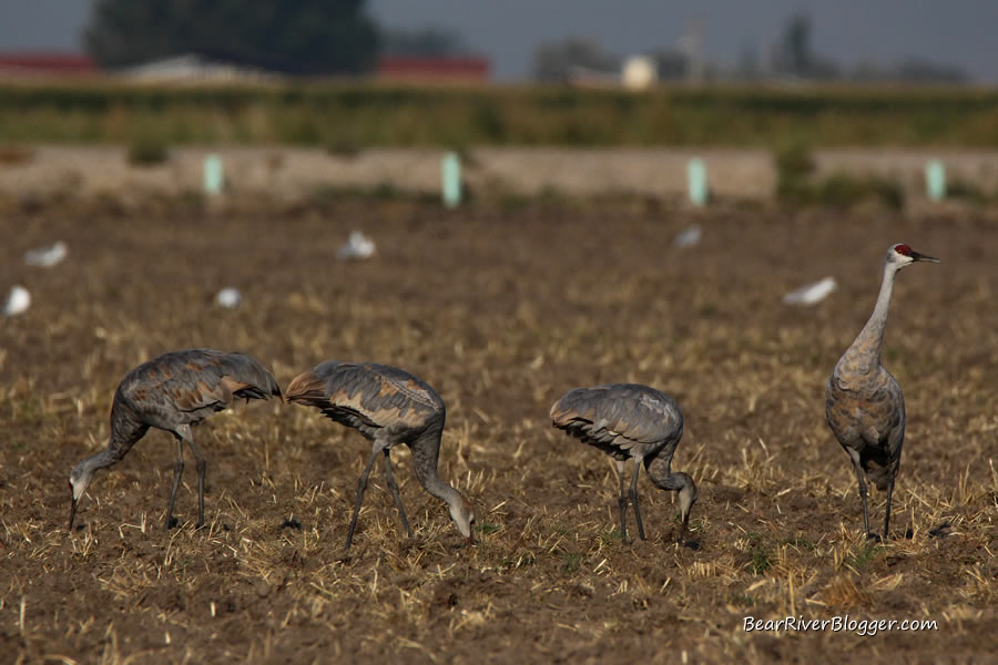 sandhill cranes feeding in a grain field near the bear river migratory bird refuge