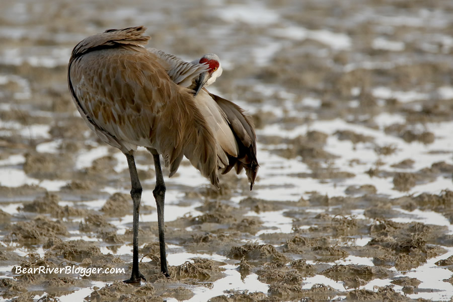 sandhill crane on the bear river bird refuge