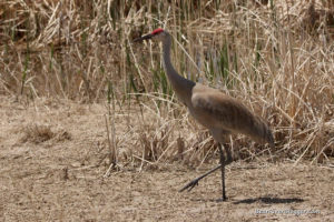 sandhill crane on the bear river bird refuge