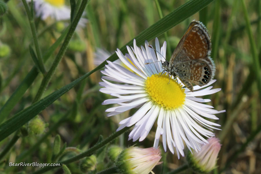 western pygmy blue butterfly feeding on aster on the bear river migratory bird refuge