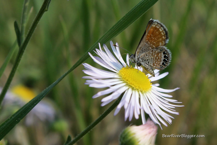 western pygmy blue butterfly on aster on the bear river bird refuge
