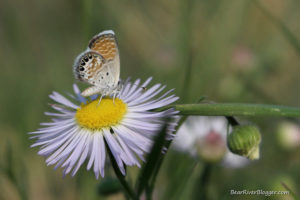 western pygmy blue butterfly on an aster flower