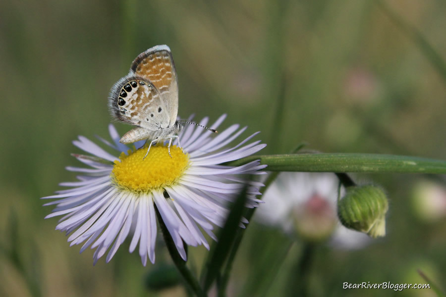 western pygmy blue butterfly on an aster flower