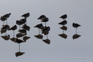 American avocet on the great salt lake causeway