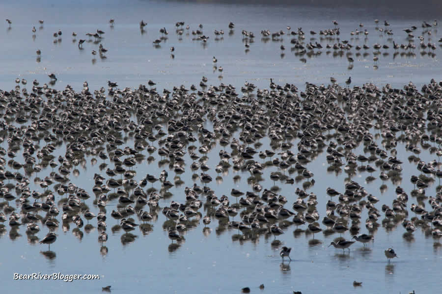 American avocets in a large flock on the antelope island causeway