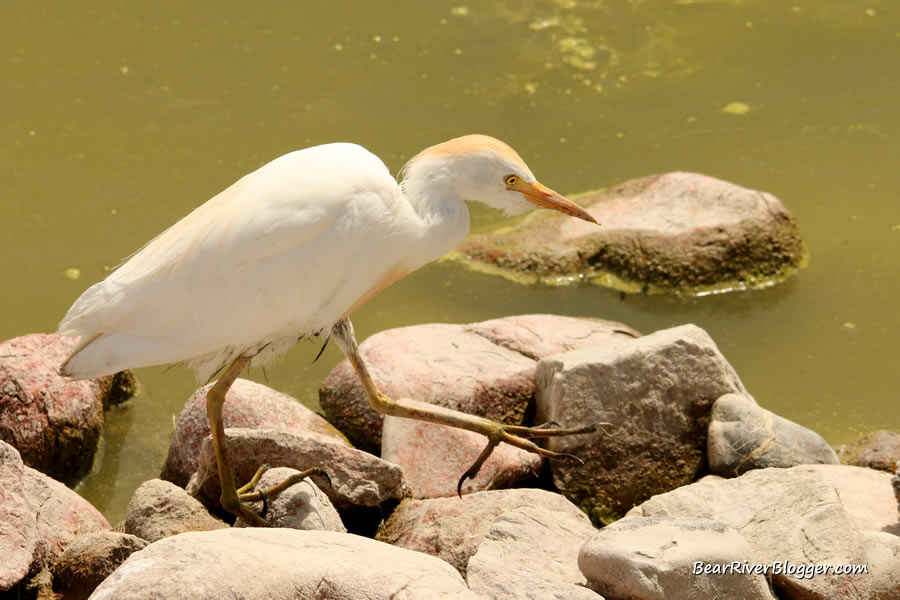 cattle egret walking on the rocks on the bear river migratory bird refuge