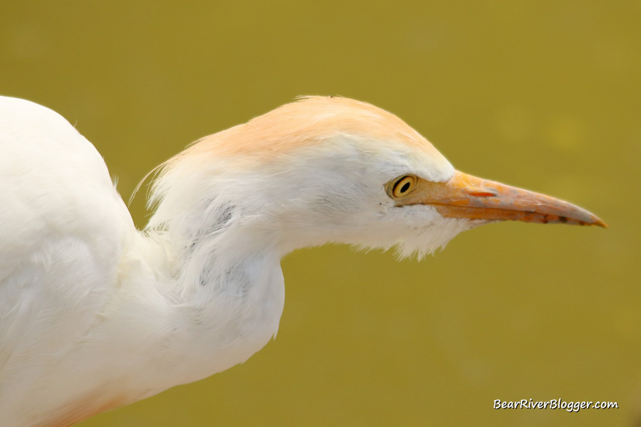 close-up of a cattle egret