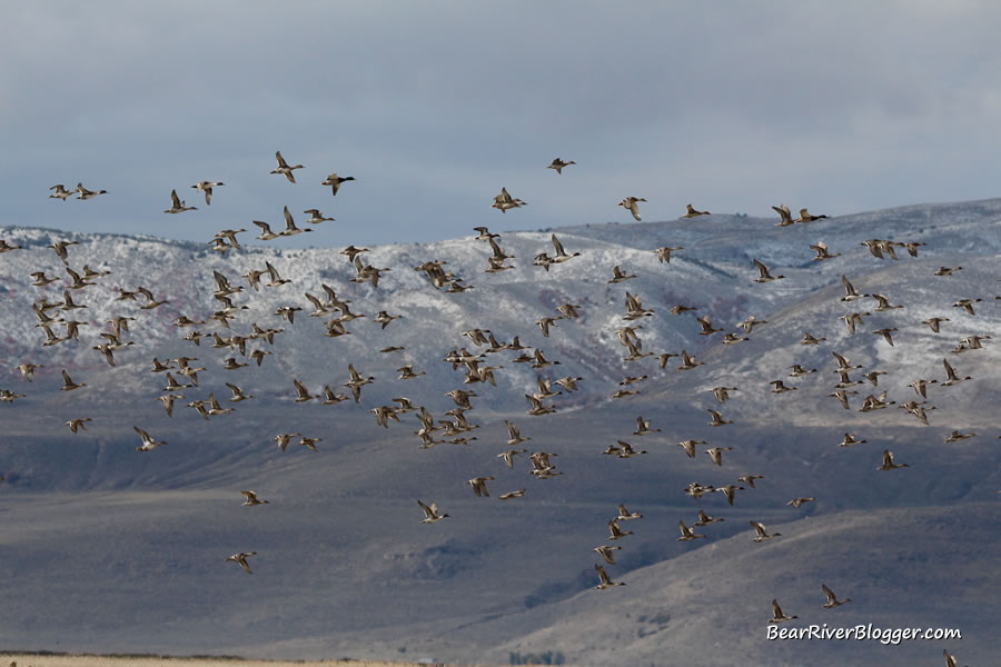 a flock of ducks on the bear river migratory bird refuge auto tour route