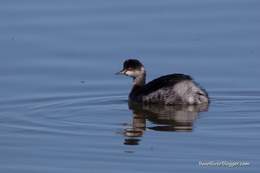 eared grebe on the bear river migratory bird refuge