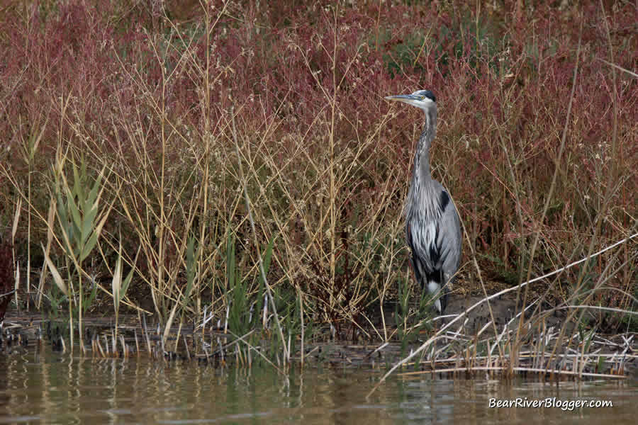 great blue heron on the bear river bird refuge auto tour route