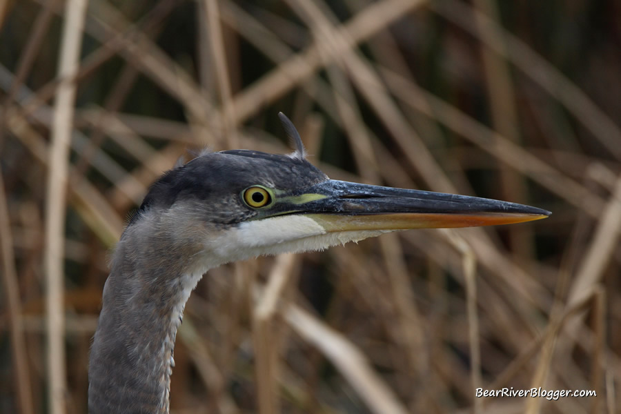 great blue heron headshot