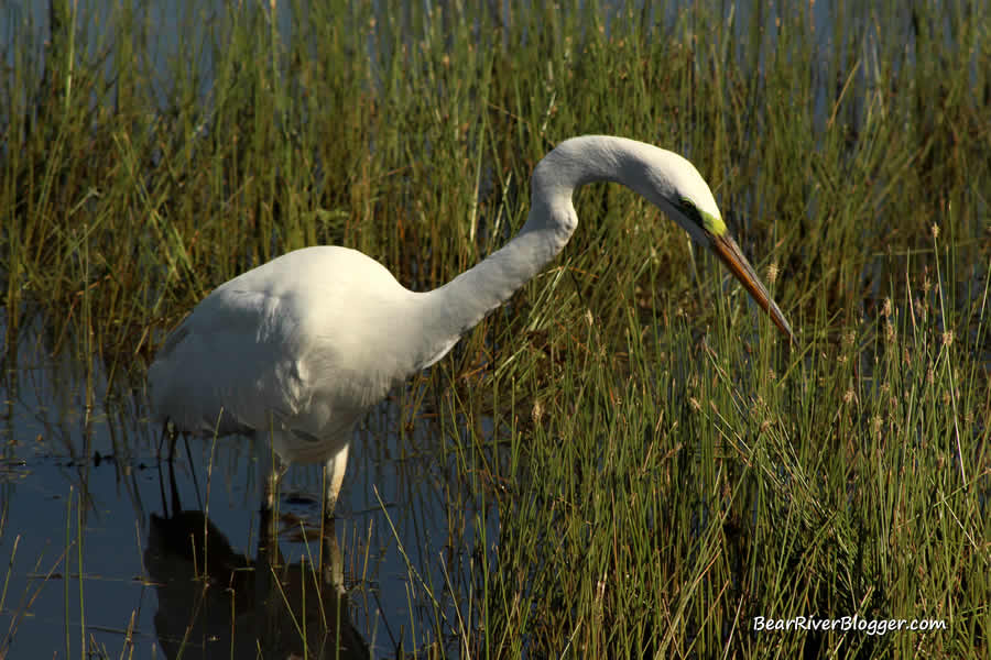 great egret hunting on Farmington Bay WMA