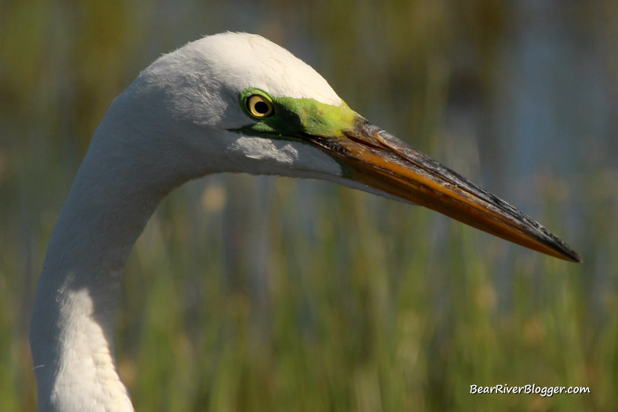 great egret head