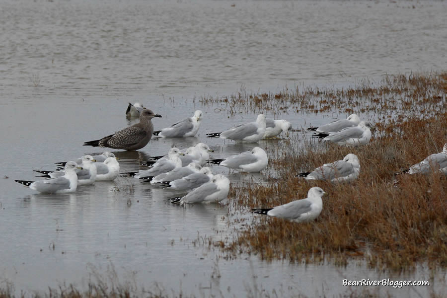 herring gull on the bear river bird refuge auto tour route