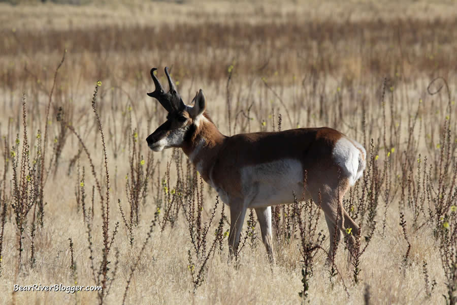 pronghorn on antelope island state park