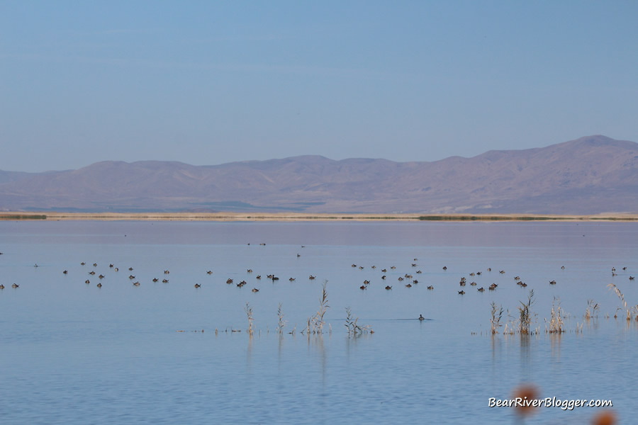 large flock of ruddy ducks on the bear river migratory bird refuge auto tour route