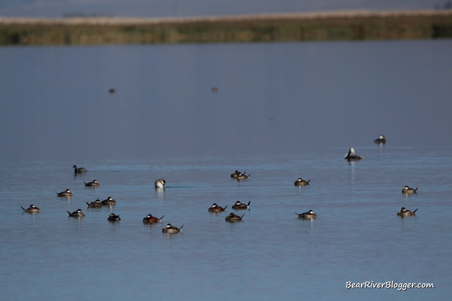 a flock of ruddy ducks on the bear river migratory bird refuge