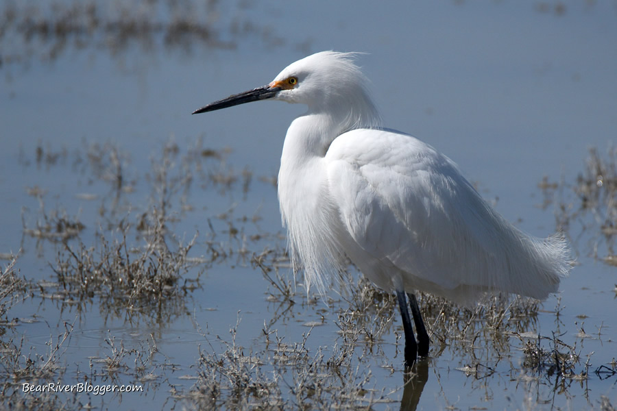 snowy egret hunting in shallow water on the bear river migratory bird refuge