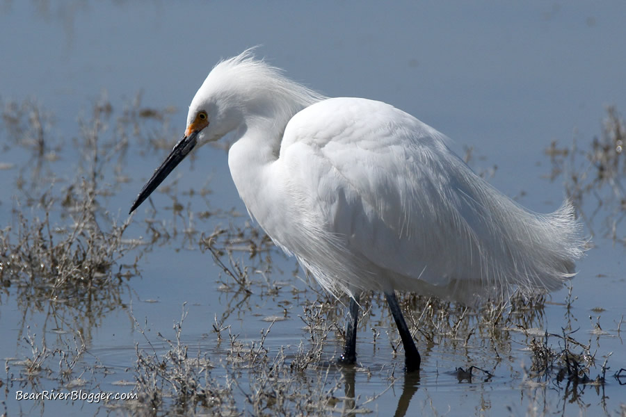 snowy egret hunting in shallow water