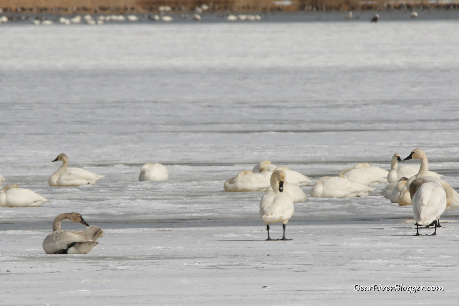 tundra swan sitting on the ice on the bear river migratory bird refuge