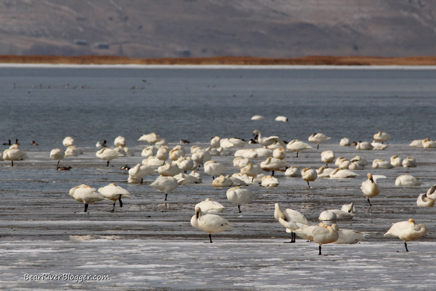 flock of tundra swans sitting on the ice on the bear river migratory bird refuge