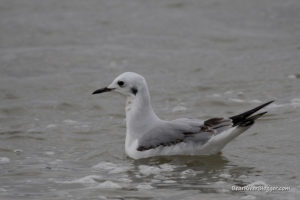 bonaparte's gull on the bear river migratory bird refuge