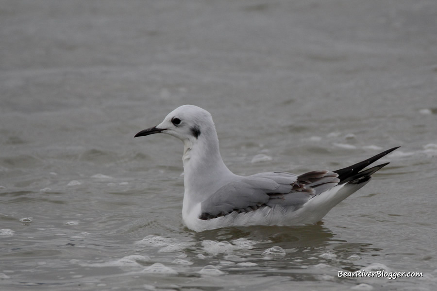 bonaparte's gull on the bear river migratory bird refuge