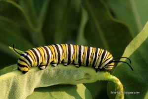 monarch caterpillar on milkweed