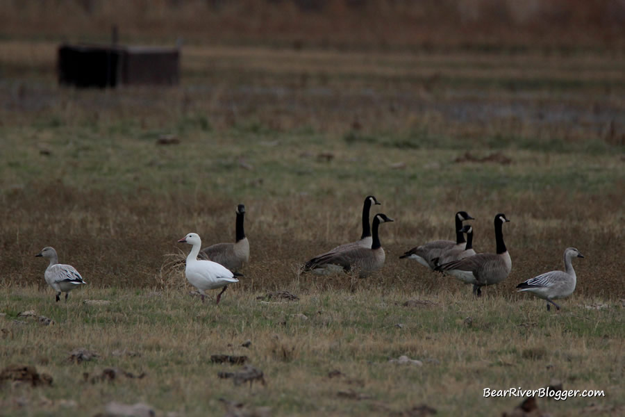 snow geese on the bear river migratory bird refuge