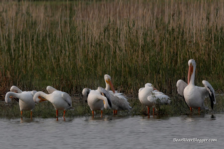 American white pelicans at the Bear River Migratory Bird Refuge