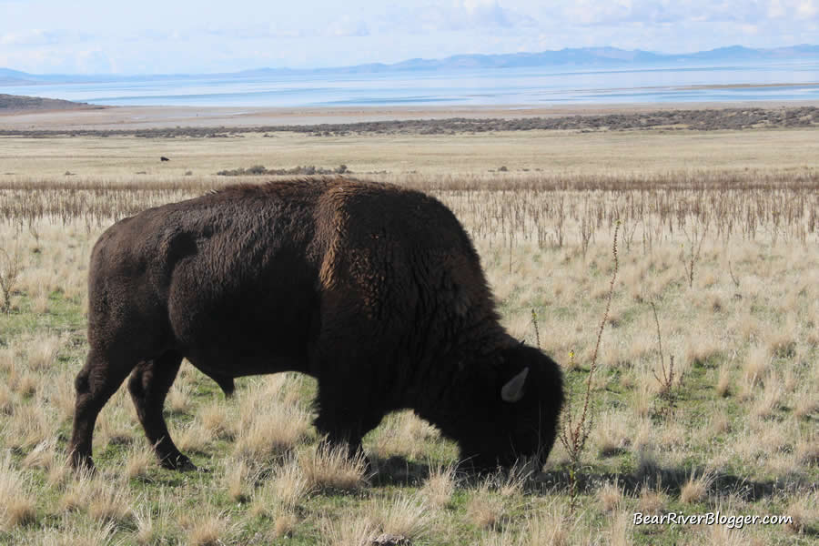 large bison bull grazing on antelope island state park