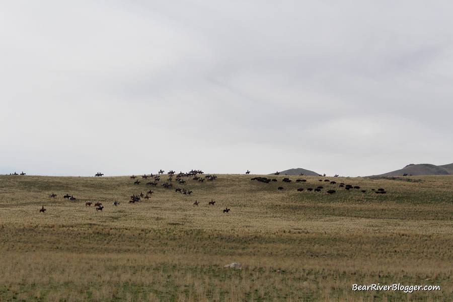 horseback riders herding bison on the annual bison roundup on antelope island
