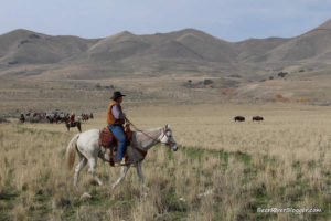 antelope island bison roundup