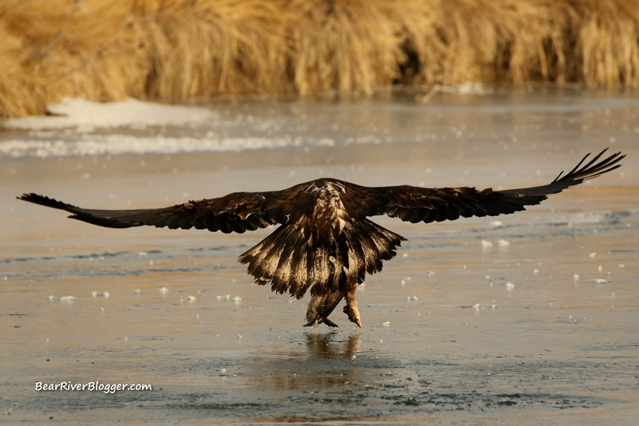 bald eagle catching a pied-billed grebe