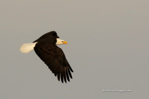 bald eagle in flight