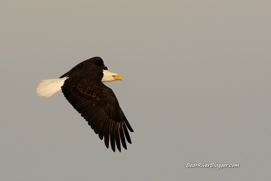 bald eagle in flight