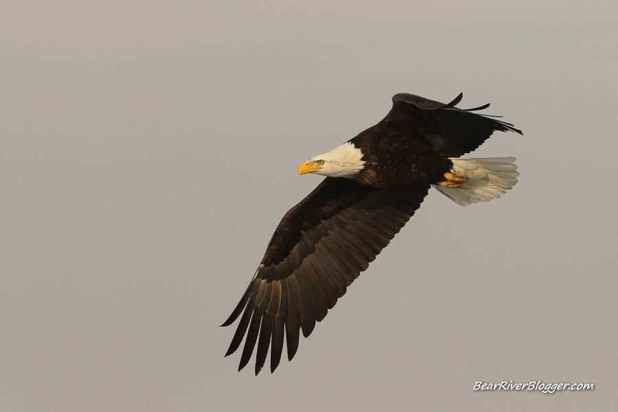 bald eagle on the bear river migratory bird refuge