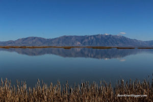 bear river migratory bird refuge wetlands