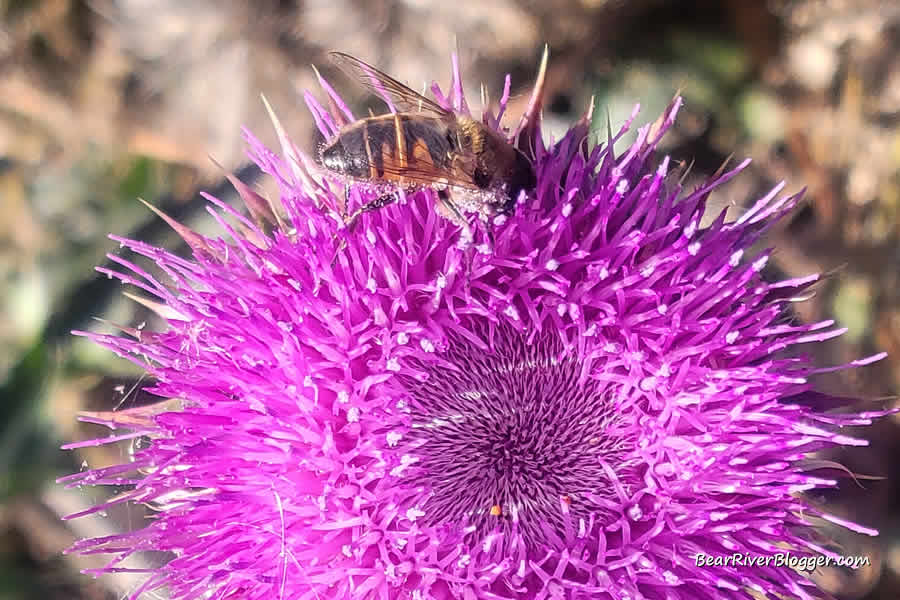 bee on a thistle plant on farmington bay wma