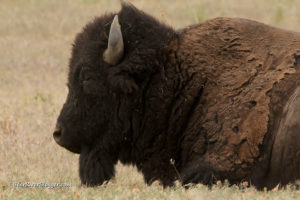 bison on antelope island