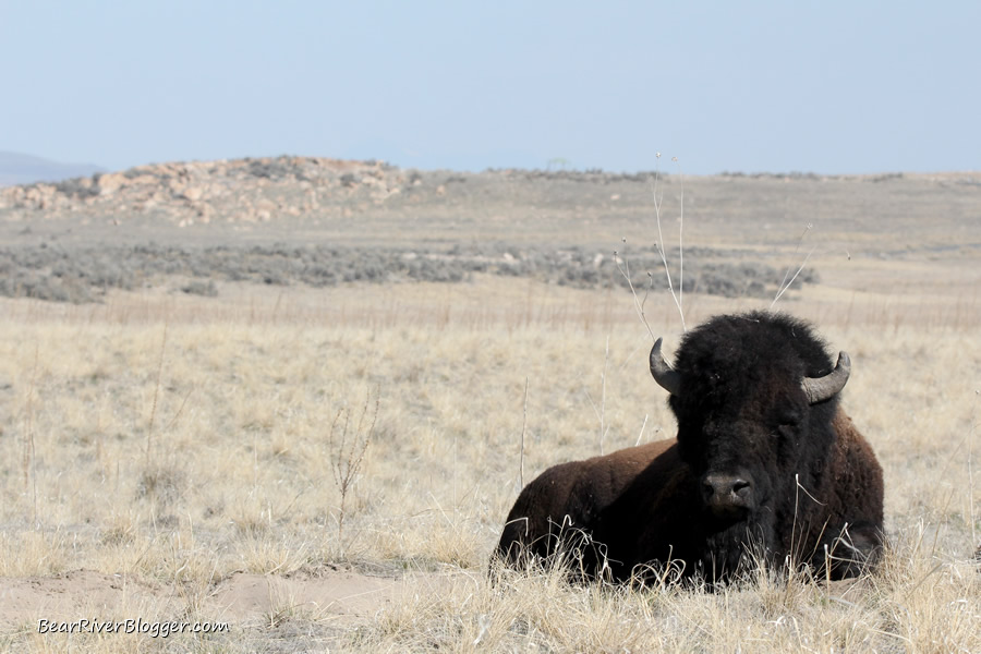 a big bull bison laying in the grass at Antelope Island