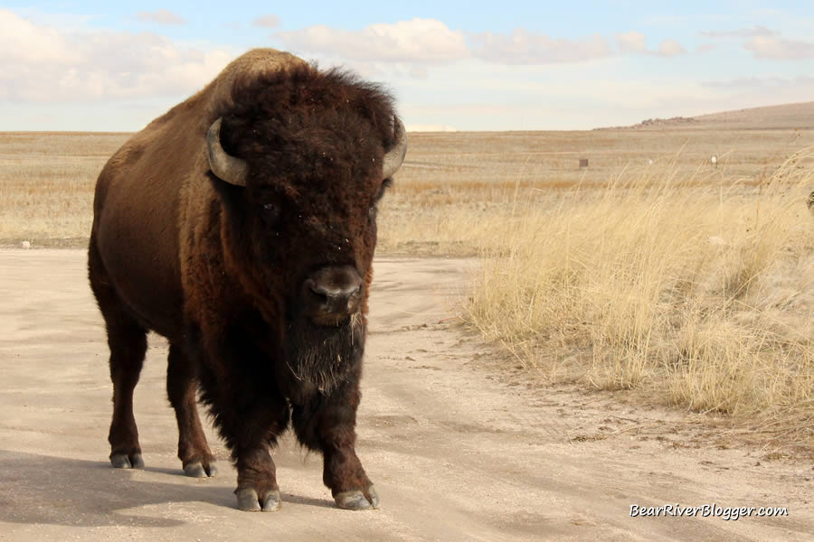 large bison bull on antelope island