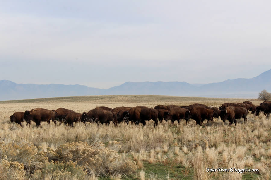 bison herd on antelope island being rounded up during the annual bison roundup