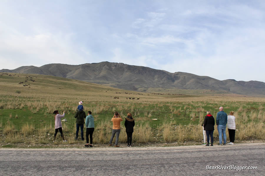 watching the bison roundup from the roadways