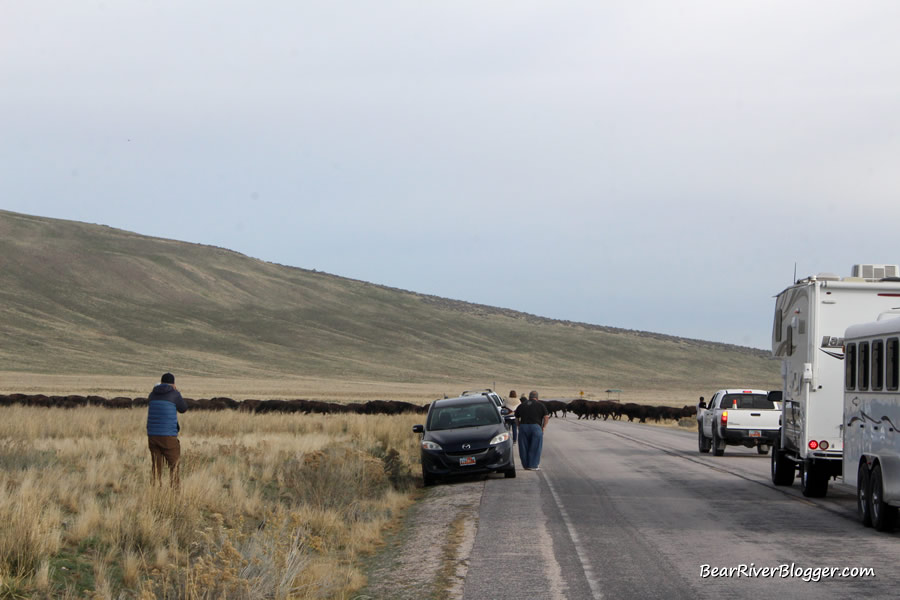 bison crossing the road on antelope island during the annual bison roundup