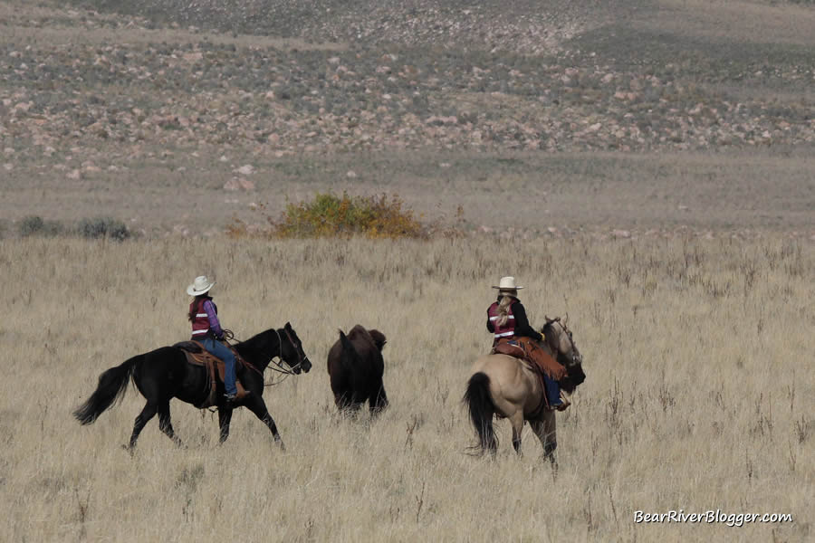 riders on horseback during the annual bison roundup on antelope island state park