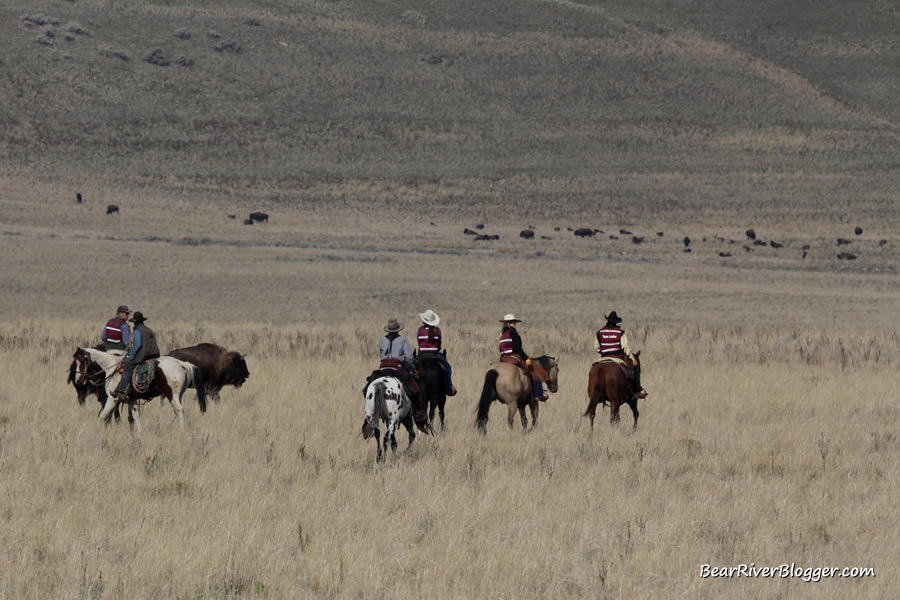 horseback riders herding bison on the annual antelope island bison roundup